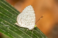 Allotinus unicolor--2 - Thale Ban NP - 27/01/26