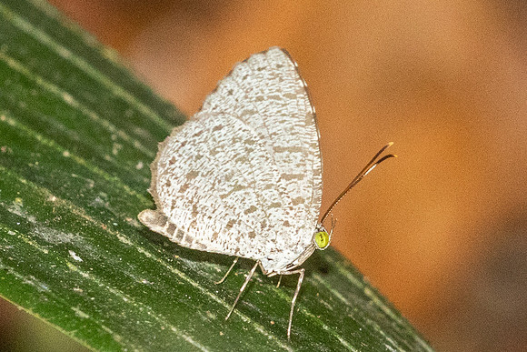 Allotinus unicolor--2 - Thale Ban NP - 27/01/26