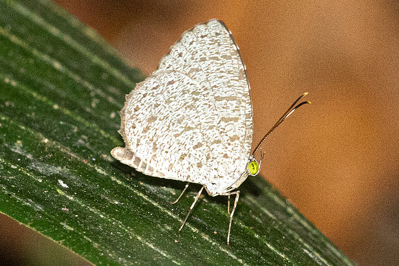 Allotinus unicolor - Thale Ban NP - 27/01/26