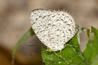 Allotinus unicolor--8 - Thale Ban NP - 26/01/26