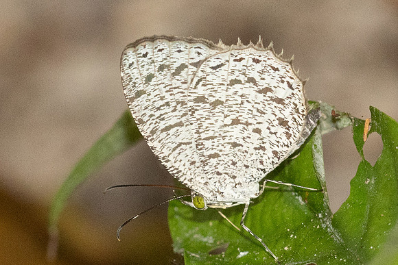 Allotinus unicolor--8 - Thale Ban NP - 26/01/26
