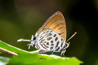 Drupadia theda--6- Thale Ban NP - 27/01/26