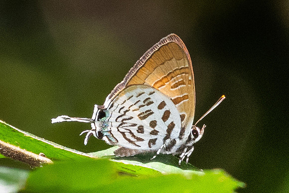 Drupadia theda--6- Thale Ban NP - 27/01/26