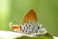 Drupadia theda--9- Thale Ban NP - 27/01/26