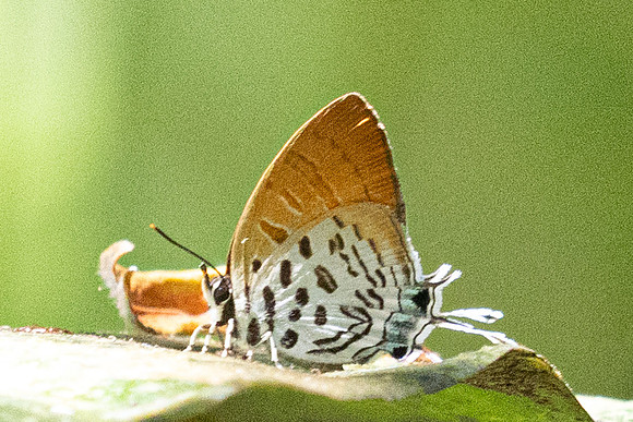 Drupadia theda--9- Thale Ban NP - 27/01/26