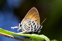 Drupadia theda--4- Thale Ban NP - 27/01/26
