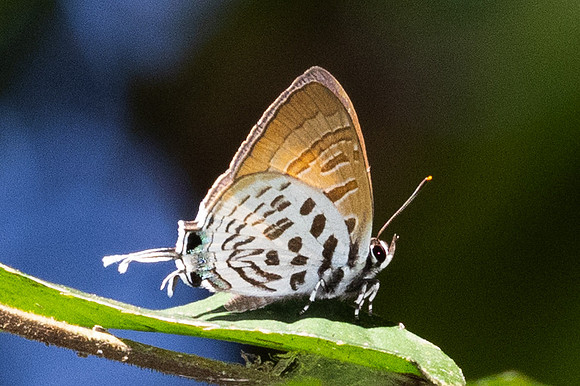 Drupadia theda--4- Thale Ban NP - 27/01/26