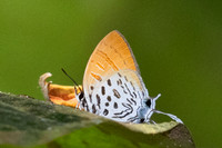 Drupadia theda--8- Thale Ban NP - 27/01/26