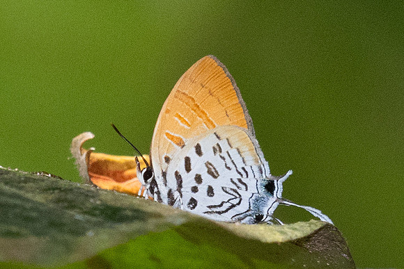Drupadia theda--8- Thale Ban NP - 27/01/26