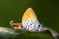 Drupadia theda--11- Thale Ban NP - 27/01/26