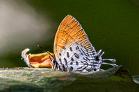 Drupadia theda-19