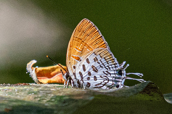 Drupadia theda-19