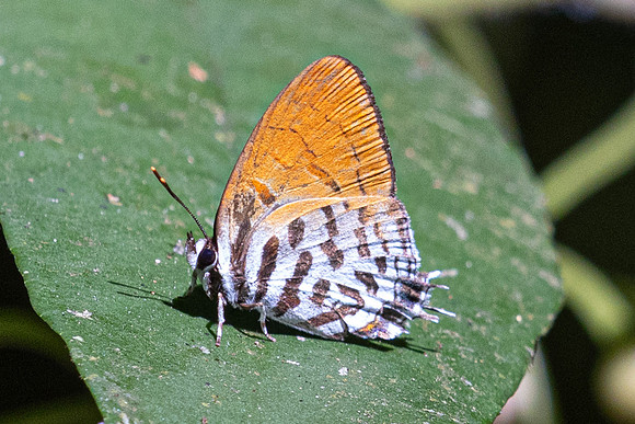 Drupadia rufotaenia rufotaenia id---12- Thale Ban NP - 27/01/26
