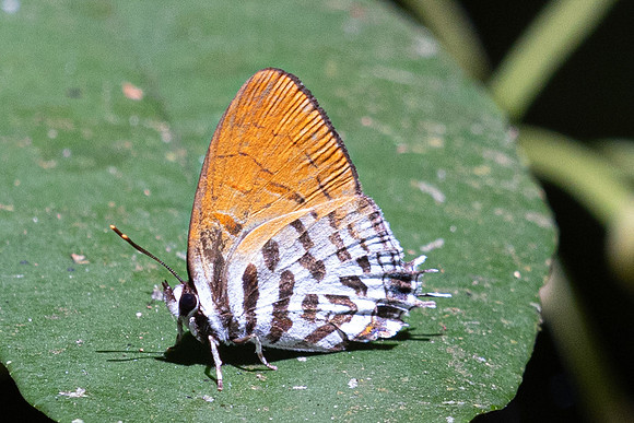 Drupadia rufotaenia rufotaenia id---14- Thale Ban NP - 27/01/26