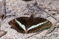 Euthalia monilis--4- Thale Ban NP - 27/01/26