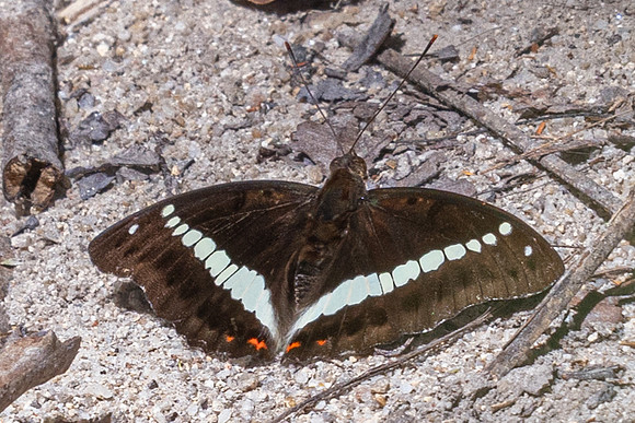 Euthalia monilis--4- Thale Ban NP - 27/01/26