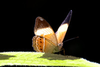 Cirrochroa orissa orissa--9- Thale Ban NP - 27/01/26