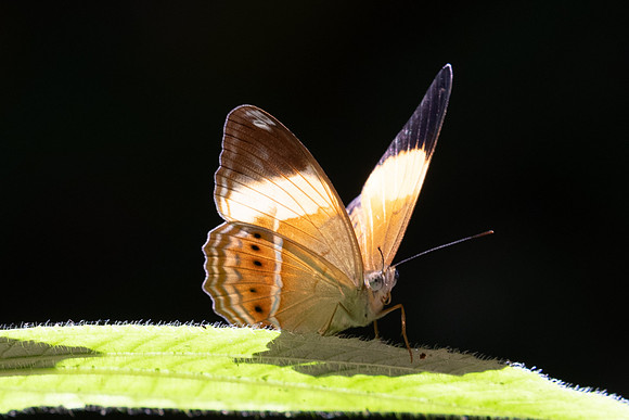 Cirrochroa orissa orissa--9- Thale Ban NP - 27/01/26
