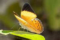 Cirrochroa orissa orissa--10- Thale Ban NP - 27/01/26