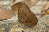 Faunis kirata