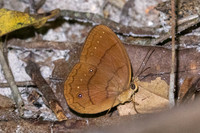 Faunis gracilis