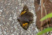 Gangara thyrsis