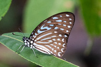 Graphium megarus--23- Thale Ban NP - 26/01/26