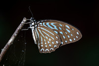 Graphium megarus - Spotted Zebra