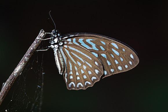 Graphium megarus--20- Thale Ban NP - 26/01/26
