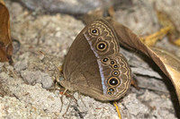 Mycalesis oroatis--5- Thale Ban NP - 26/01/26