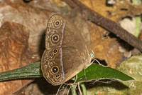 Mycalesis oroatis--8- Thale Ban NP - 26/01/27