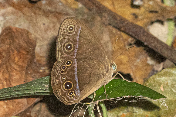 Mycalesis oroatis--8- Thale Ban NP - 26/01/27