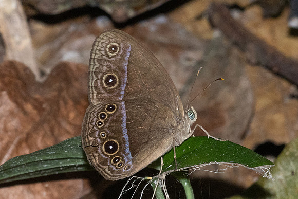 Mycalesis oroatis--2- Thale Ban NP - 27/01/26