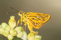 Pyroneura helena--17- Thale Ban NP - 27/01/26