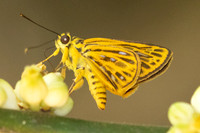 Pyroneura helena--30- Thale Ban NP - 27/01/26