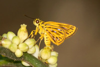 Pyroneura helena--26- Thale Ban NP - 27/01/26