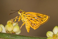 Pyroneura helenus