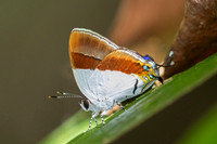 Sithon nedymond ismarus