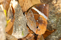 Thauria aliris pseudaliris--30- Thale Ban NP - 27/01/26