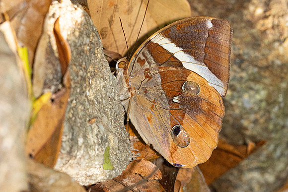 Thauria aliris pseudaliris--30- Thale Ban NP - 27/01/26