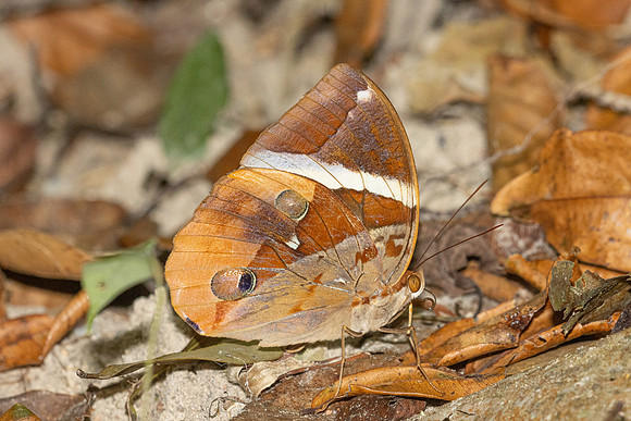 Thauria aliris pseudaliris--28- Thale Ban NP - 27/01/26