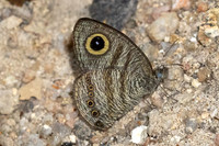 Ypthima fasciata