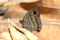 Ypthima fasciata torone--5- Thale Ban NP - 26/01/26