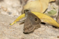 Ypthima fasciata torone--16- Thale Ban NP - 26/01/26