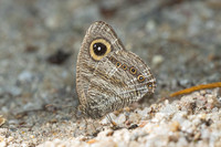 Ypthima fasciata torone--10- Thale Ban NP - 27/01/26