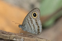 Ypthima fasciata--6 - Thale Ban NP - 26/01/26