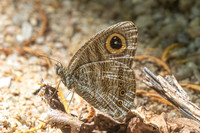 Ypthima fasciata-- Thale Ban NP - 27/01/26