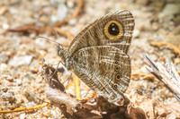 Ypthima fasciata--4- Thale Ban NP - 27/01/26