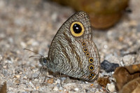 Ypthima fasciata torone--13- Thale Ban NP - 26/01/26