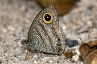 Ypthima fasciata torone--30- Thale Ban NP - 26/01/26